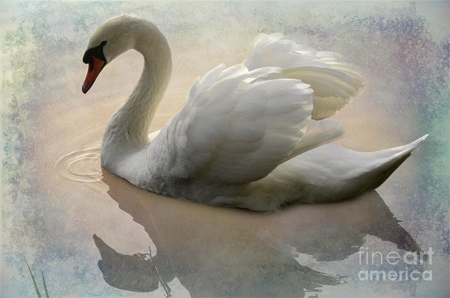Swan Photograph - The Magical Swan  by Bob Christopher