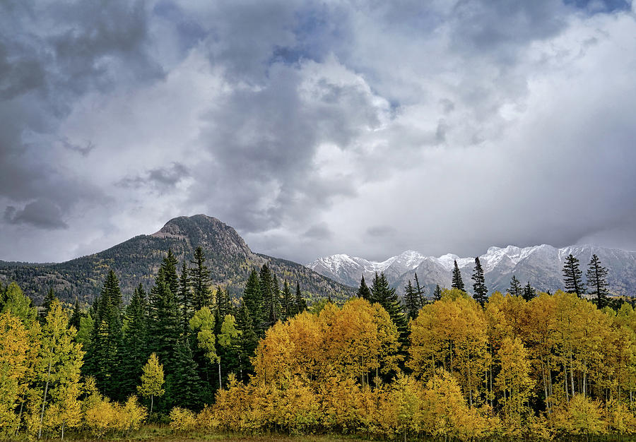The Magnificance of Aspens Photograph by Leda Robertson