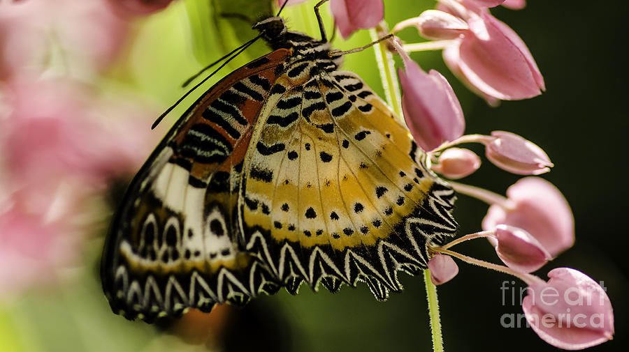 Butterfly And Flower #1 Photograph by Nick Boren