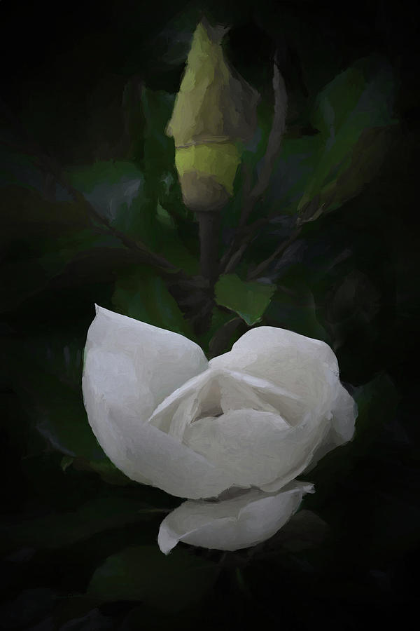 The Magnolia DA Digital Art by Ernest Echols