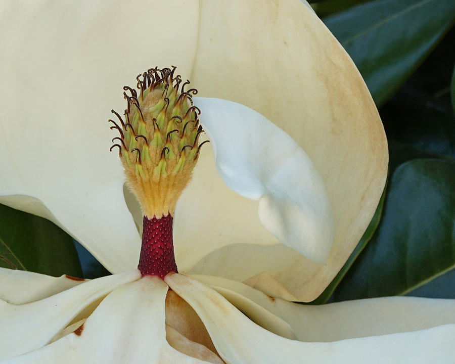The Magnolia  Photograph by Ernest Echols