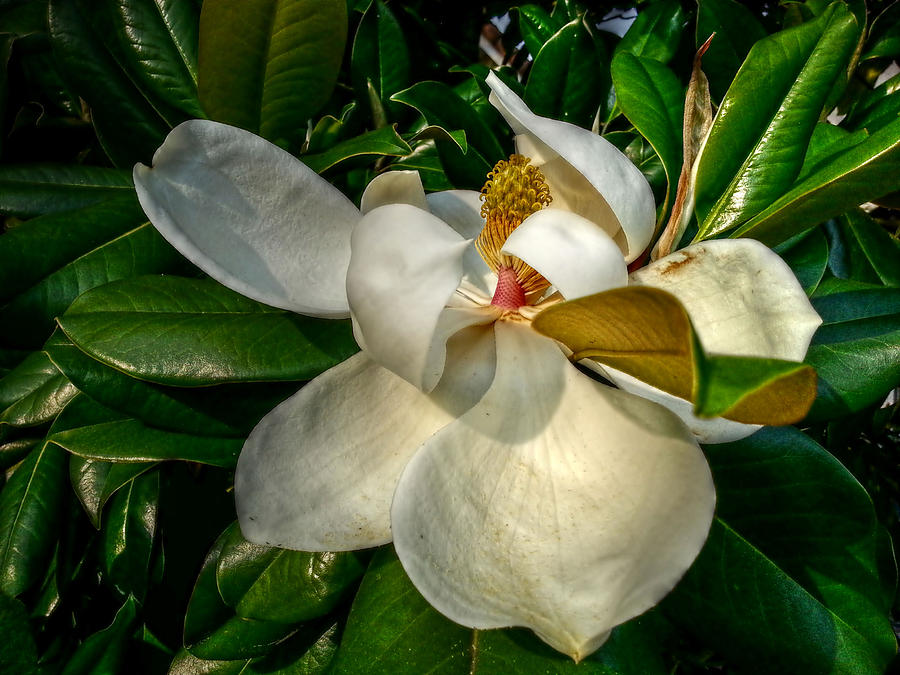 The Magnolia Flower Photograph by Linda Unger