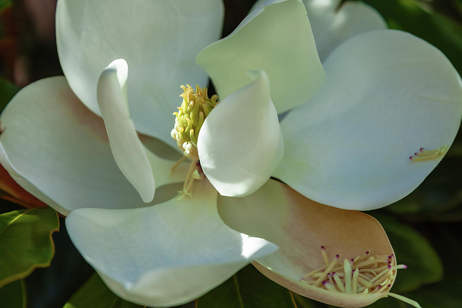 The Magnolia Photograph by Jonathan Nguyen