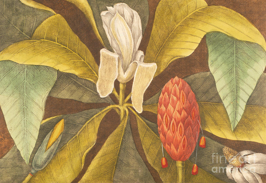 The Magnolia Painting by Mark Catesby