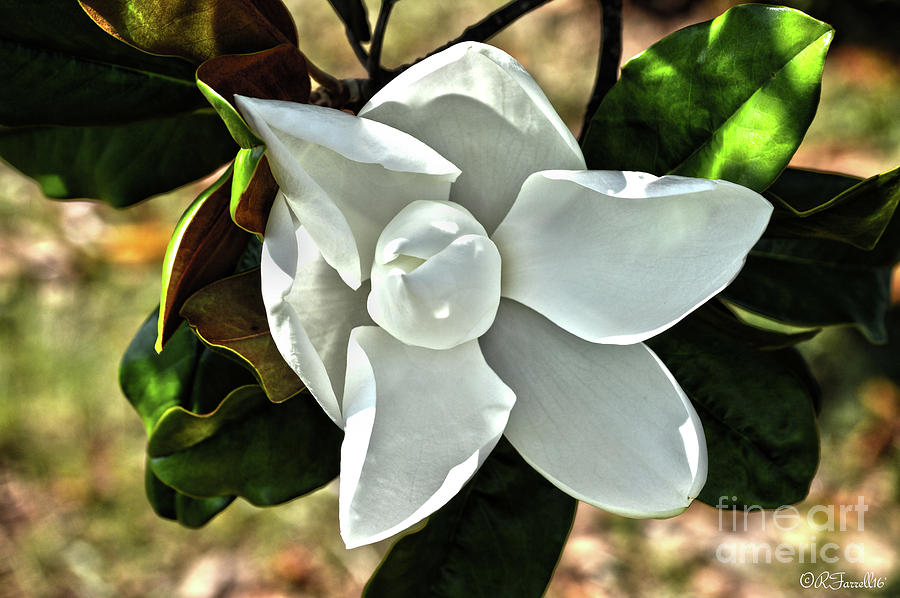 The Magnolia Purity Photograph by Rod Farrell