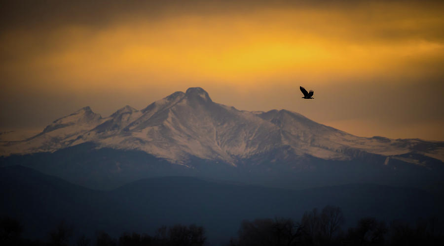The Majestic Bald Eagle Photograph by Gary Kochel
