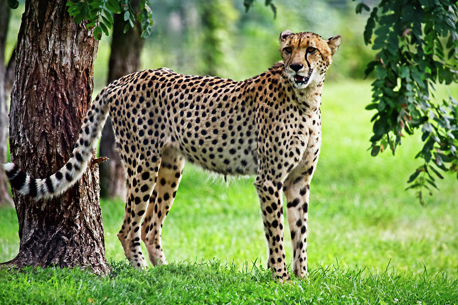 The Majestic Cheetah Photograph by Marcia Colelli - Fine Art America