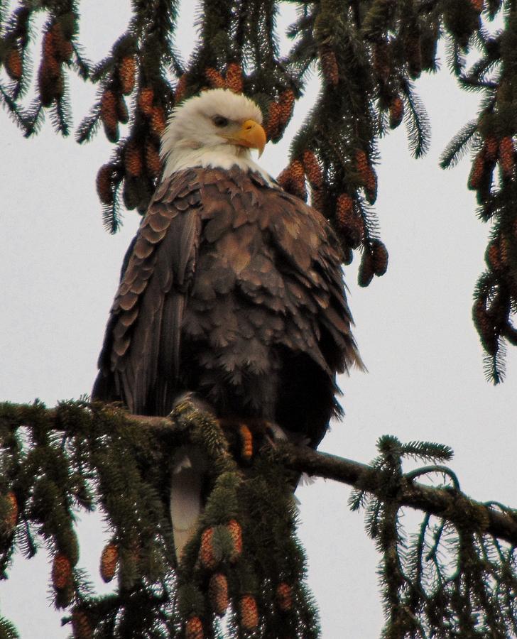 The majestic eagle. Photograph by Stacy Jenkins - Fine Art America