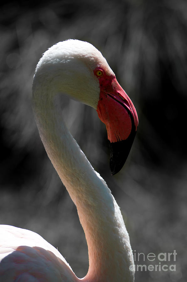 The Majestic Flamingo Photograph by Michelle Meenawong