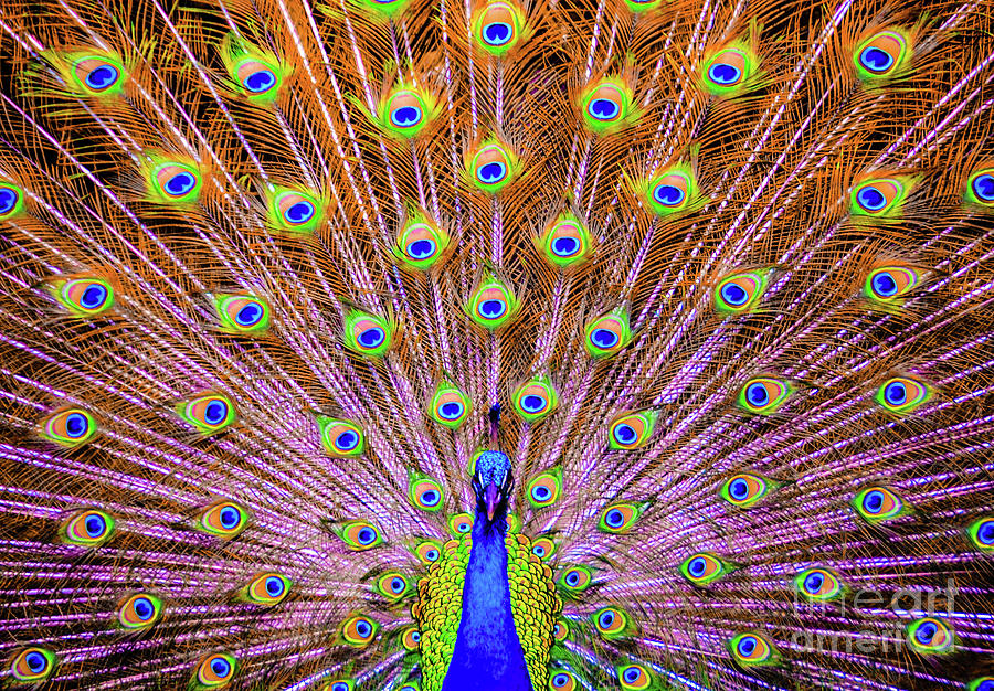 Bird Photograph - The Majestic Peacock by D Davila