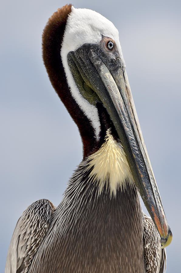 The Majestic Pelican Photograph by WAZgriffin Digital