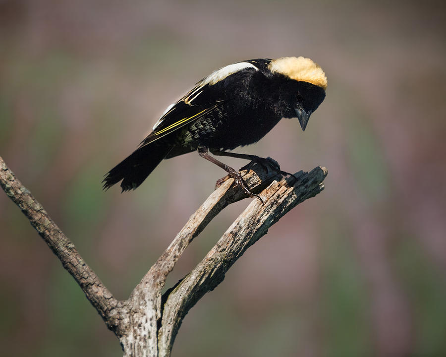 Summer Photograph - The Male Bobolink by Bill Wakeley
