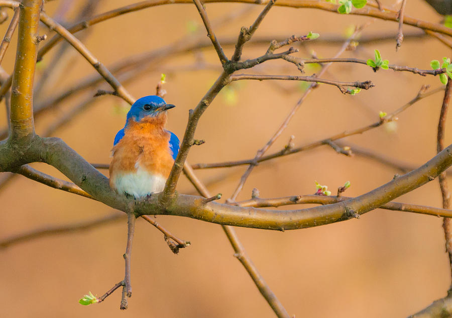 Bluebird Photograph - The Male Eastern Bluebird by Heather Hubbard