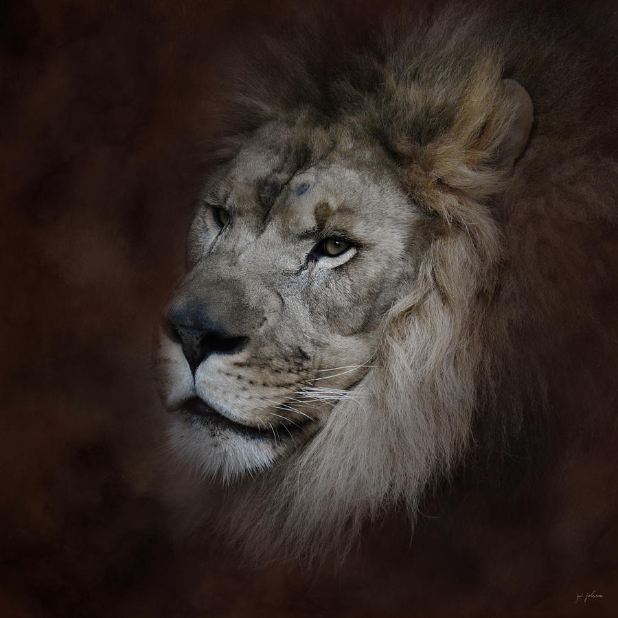 The Male Lion Photograph by Jai Johnson