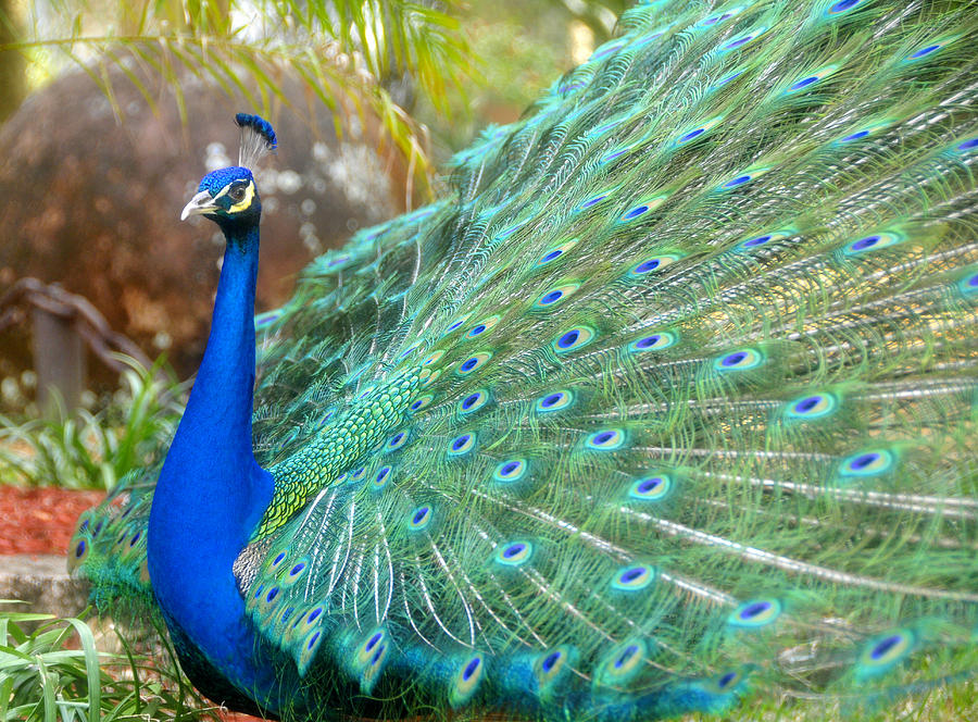 The Male Peacock Photograph by David Lee Thompson - Fine Art America