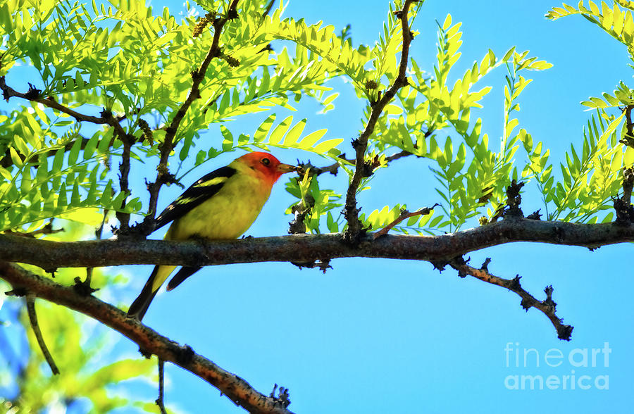 Wildlife Photograph - The Male Western Tanager by Robert Bales