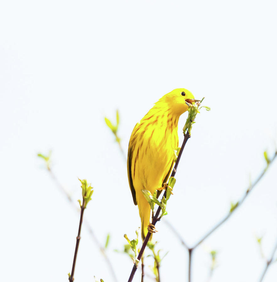 The Male Yellow Warbler Photograph by Heather Hubbard