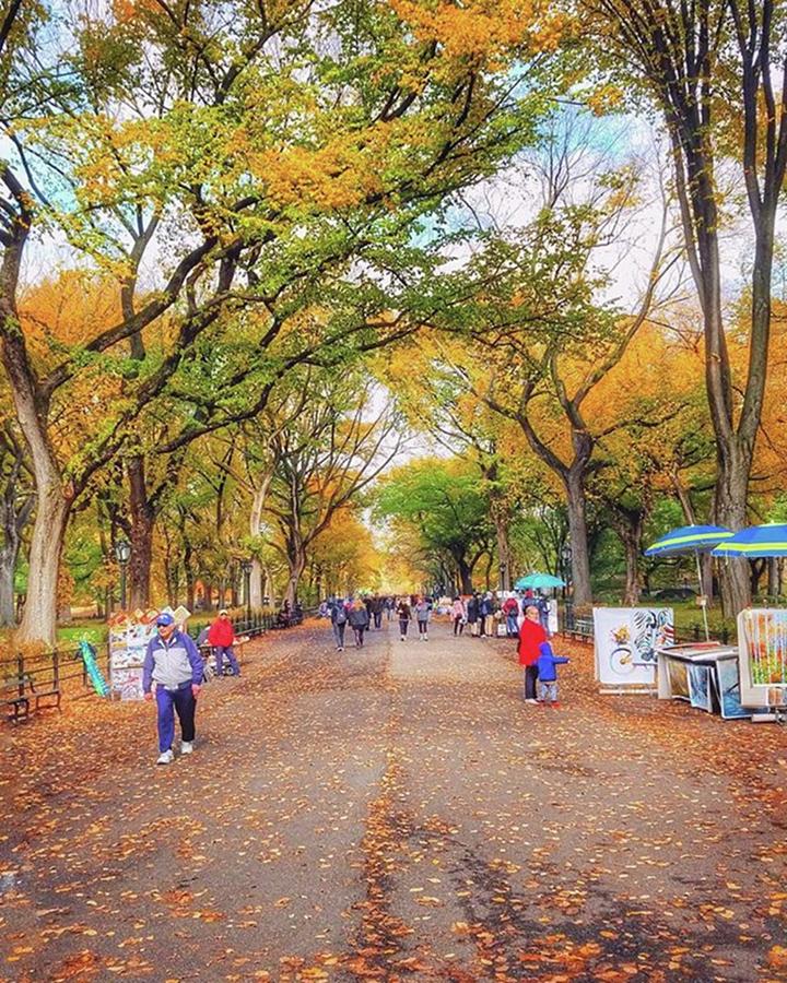 Fall Photograph - The Mall At Central Park. Canopy Of by Apeksha Sharma