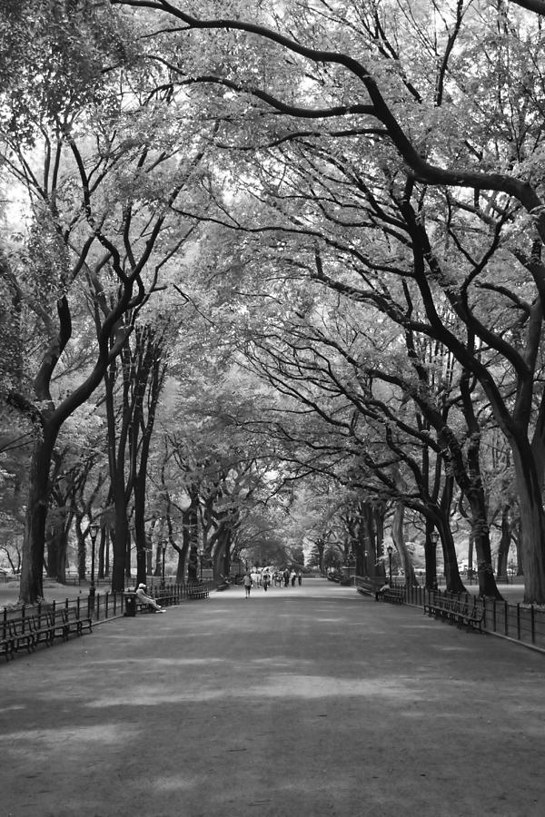 The Mall in Central Park and Poets Walk Photograph by Christopher J Kirby