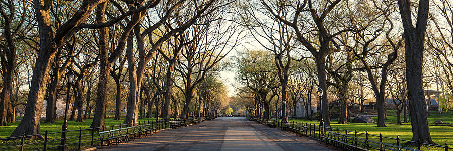 The Mall in Central Park NYC Photograph by Stefan Mazzola