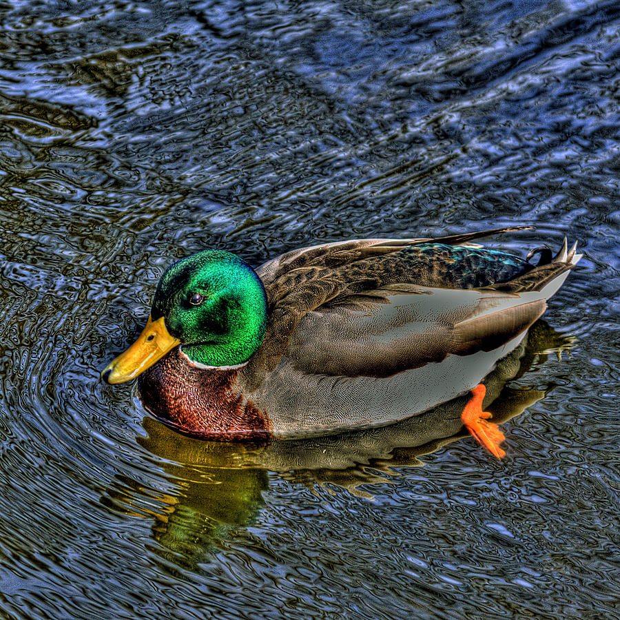 Duck Photograph - The Mallard by David Patterson