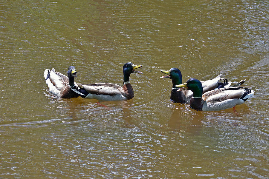 The mallards choir Photograph by Asbed Iskedjian - Fine Art America