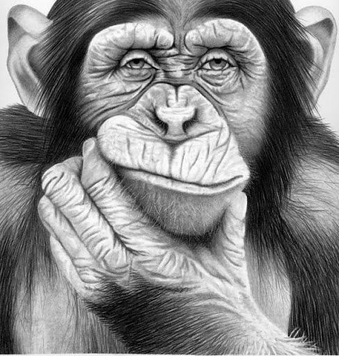 The Mama Ape Drawing by Joseph Chitechi - Fine Art America