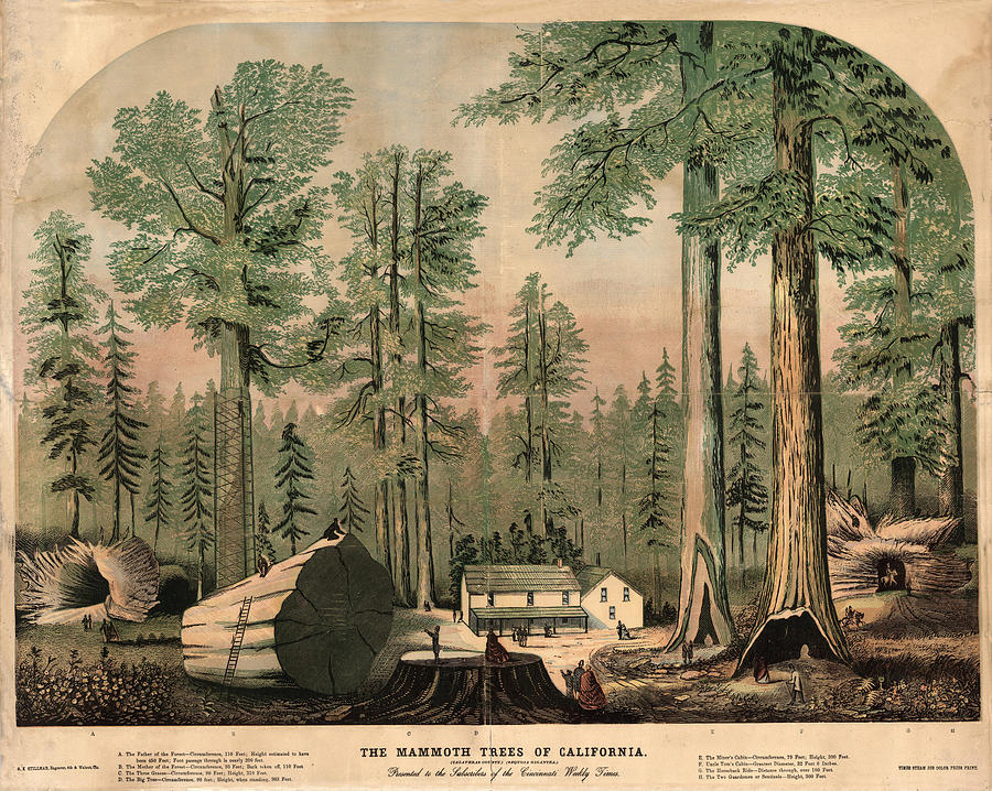 The Mammoth Trees Of California - Giant Sequoia - Historical Print For Nature Lover Drawing