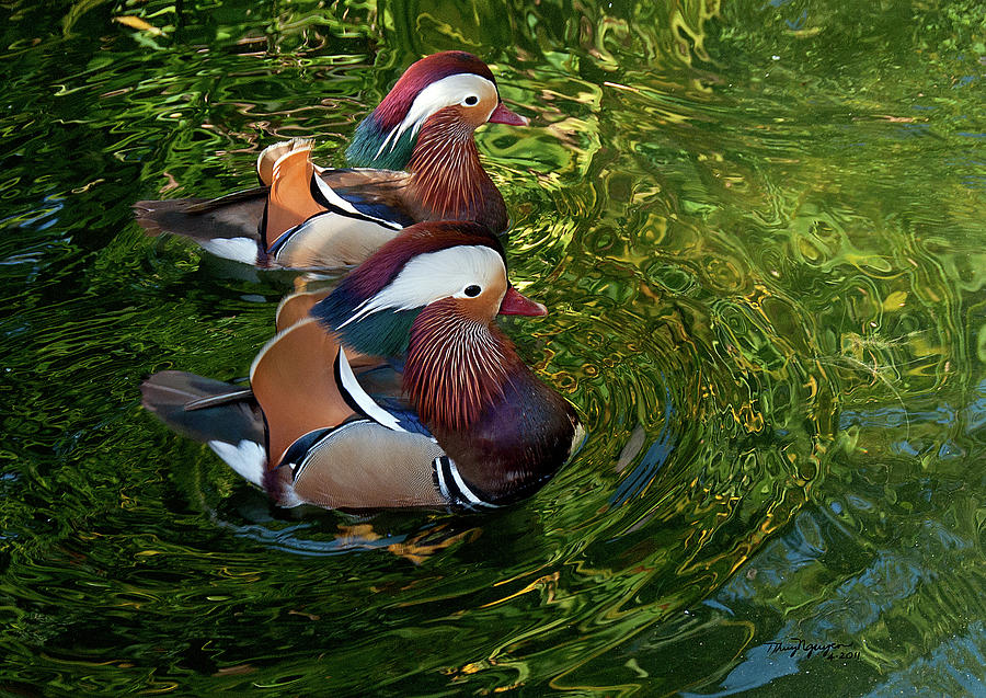 Duck Photograph - The Mandarin Brothers by Thanh Thuy Nguyen