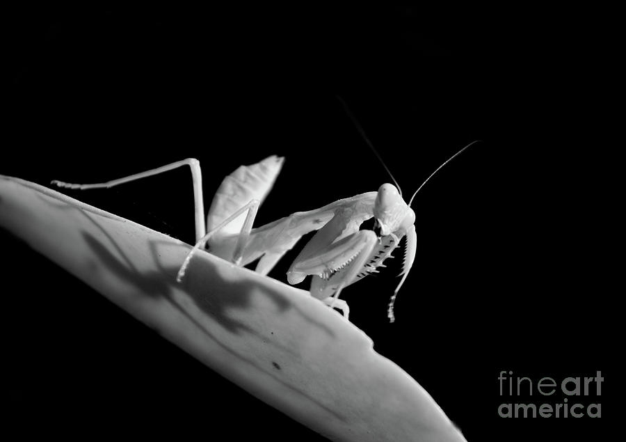 The Mantis And Her Shadow Photograph by Michelle Meenawong