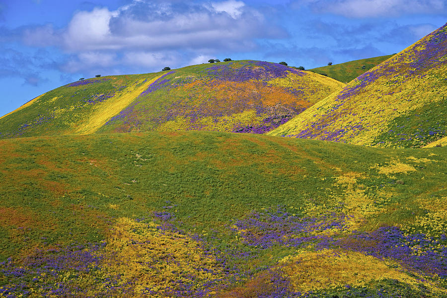 The Many Colors of the 2017 Superbloom Photograph by Lynn Bauer