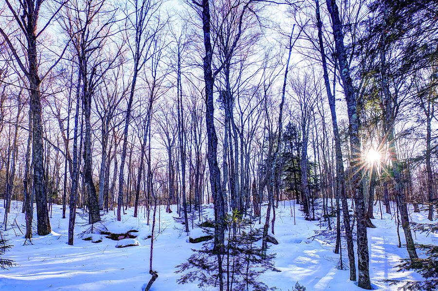 The Many Colors of Winter 2 Photograph by David Patterson