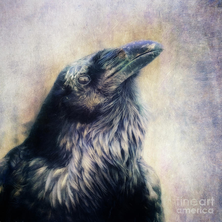 Raven Photograph - The many shades of black by Priska Wettstein