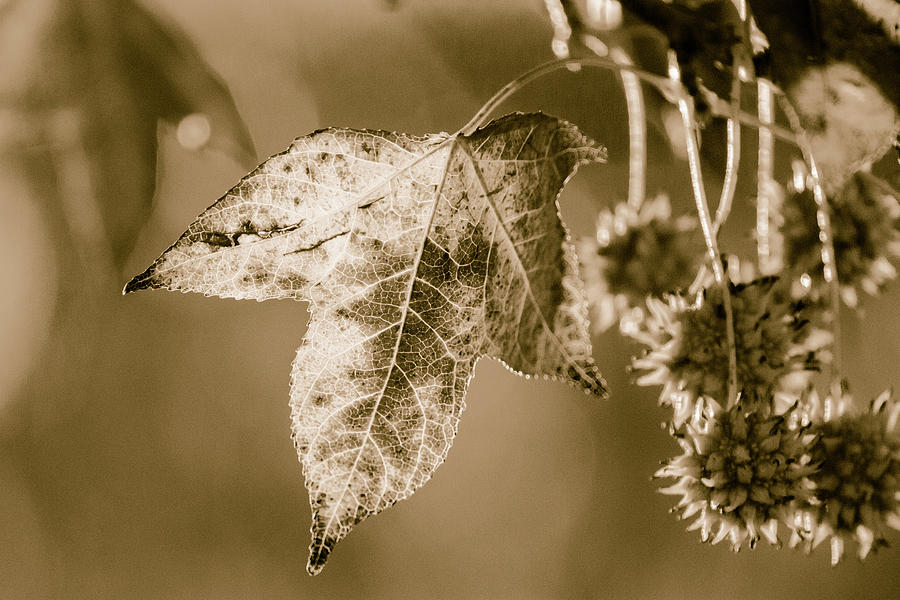 Black And White Photograph - The Maple by Bj S