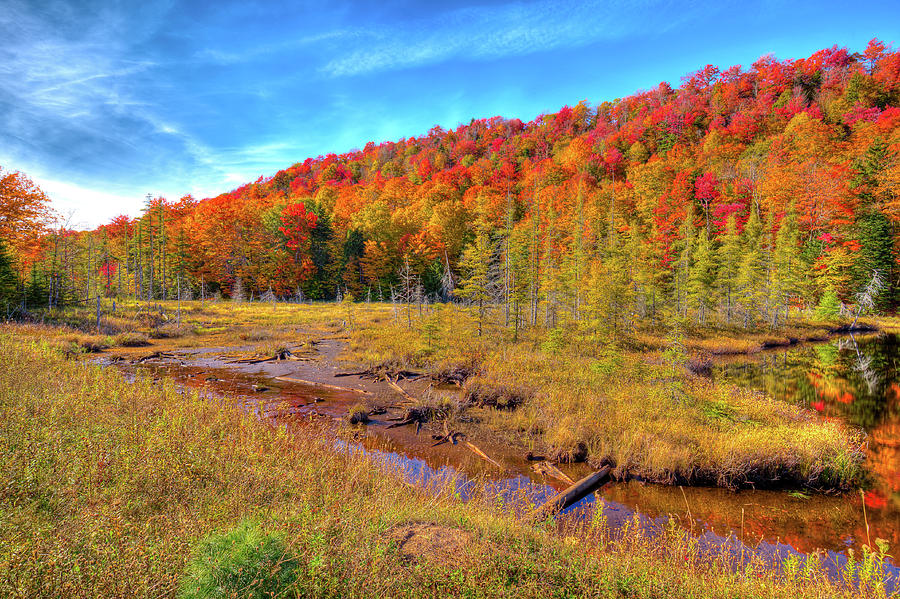 The Marsh at Bald Mountain Pond Photograph by David Patterson