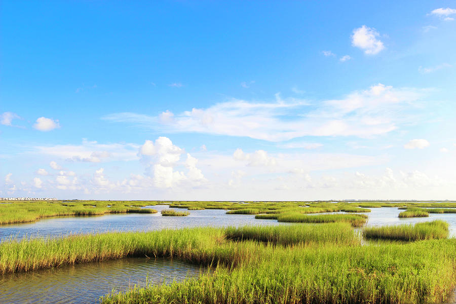 Landscape Photograph - The Marsh by Krystle Ceasar