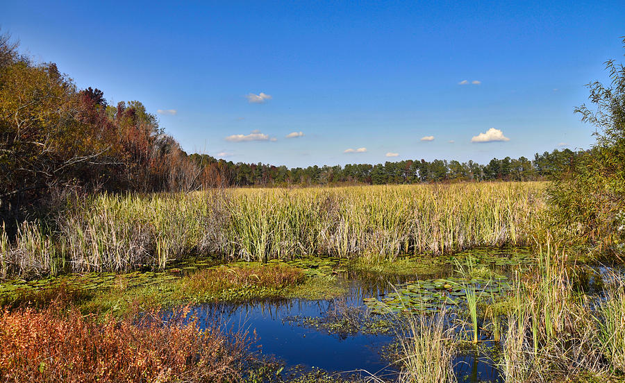 The Marsh Photograph by Linda Brown