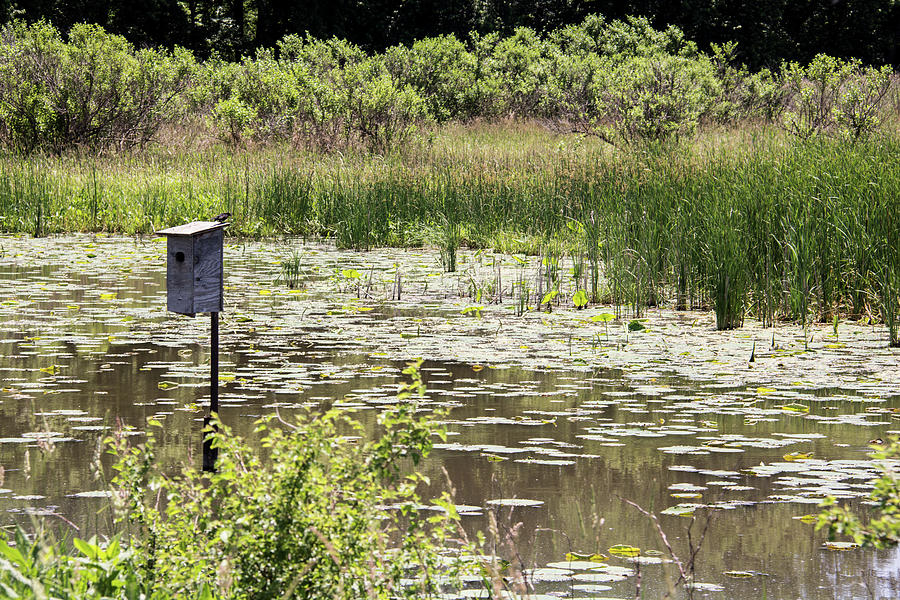 The Marsh Photograph by Pamela Williams