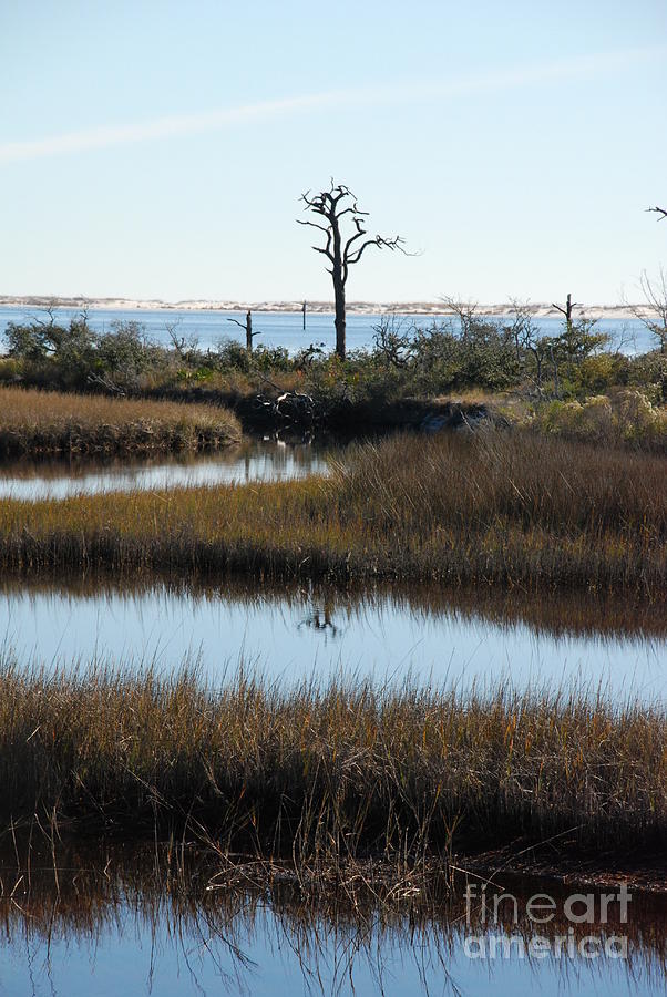The Marsh Photograph by Renee Holder