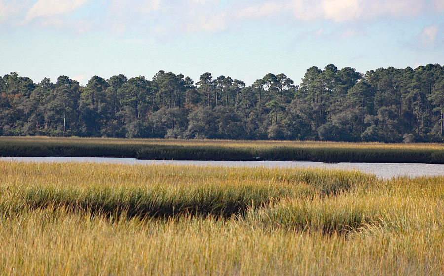 Nature Photograph - The Marshes of Glynn by DB Hayes