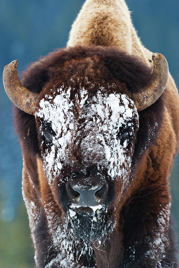 The Masked Bison Photograph by Mark Miller