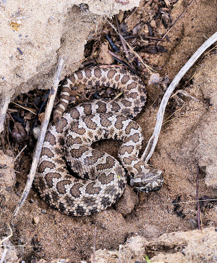 The Massasauga  Photograph by JC Findley