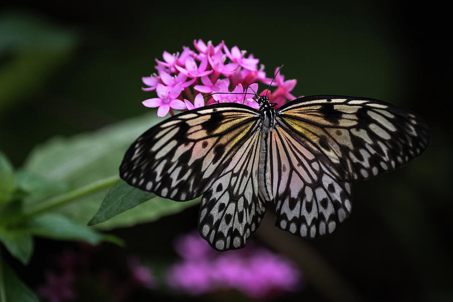 The Master Calls A Butterfly Photograph by Cindy Lark Hartman