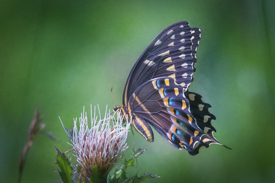 The Mattamuskeet Butterfly Photograph by Cindy Lark Hartman