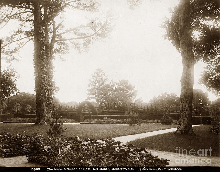 The Maze Photograph - The Maze, Grounds of Hotel Del Monte Monterey circa 1885 by Monterey County Historical Society