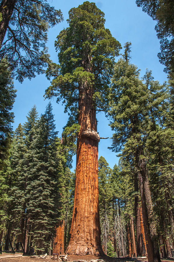 The Mckinley Giant Sequoia Tree Sequoia National Park Photograph by ...