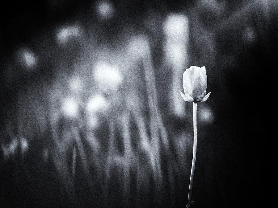 The Meadow Lanterns Photograph by Jaroslav Buna