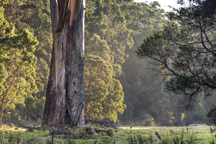 Kangaroo Photograph - The Meadow by Racheal Christian