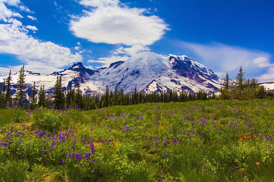 The Meadows Of Mt. Rainier Digital Art by Larry Waldon
