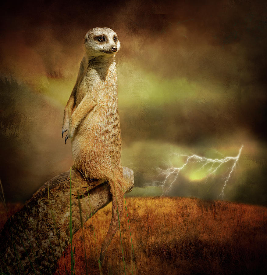 Wildlife Photograph - The Meerkat and the Storm by Margaret Goodwin